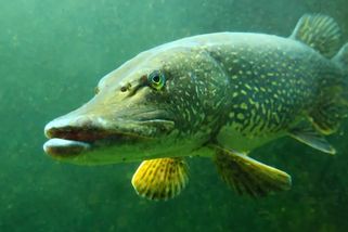 To není štika, ale dinosaur! Viděli jste už takhle gigantického krokodýla?